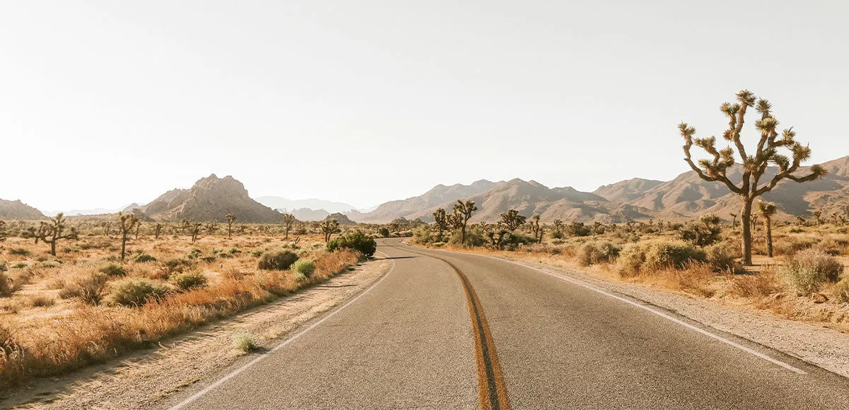 Cheeky Brief  /  Joshua Tree